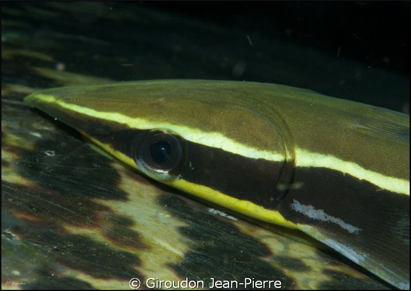 On a sea tortoise by Giroudon Jean-Pierre 
