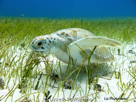 The Ocean Live by Lizzeth Phylomeno 