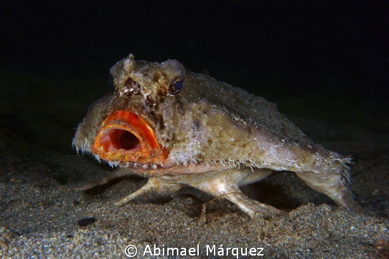 Batfish by Abimael Márquez 