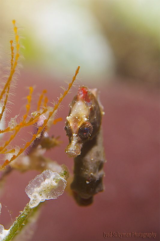 Pygmy Seahorse
 This seahorse was one of the hardest thi... by Iyad Suleyman 