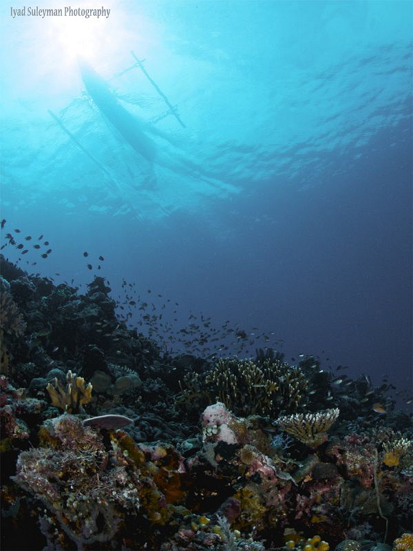 From Lembeh Strait by Iyad Suleyman 