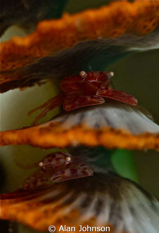 multi-story crab park by Alan Johnson 