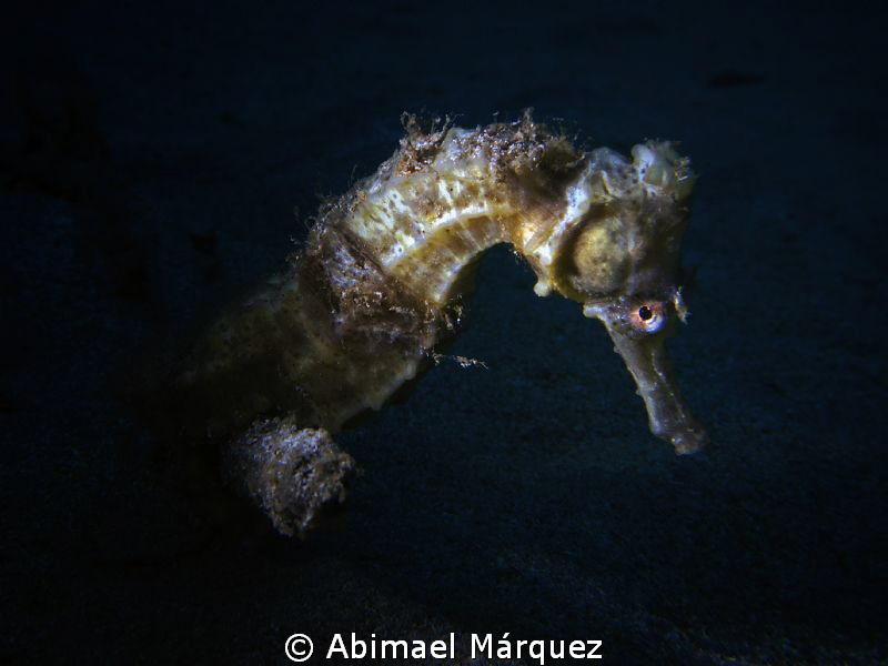 Seahorse by Abimael Márquez 