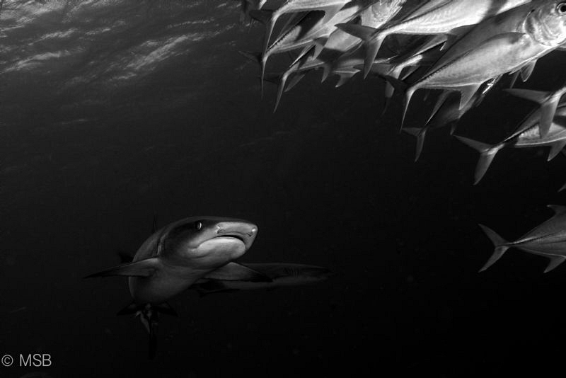 Hunting in Sipadan. by Mehmet Salih Bilal 