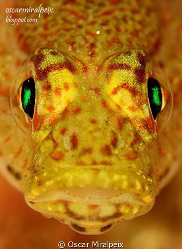 goby by Oscar Miralpeix 