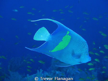 Down in the mouth Yellowbar brings a smile to the face :) by Trevor Flanagan 