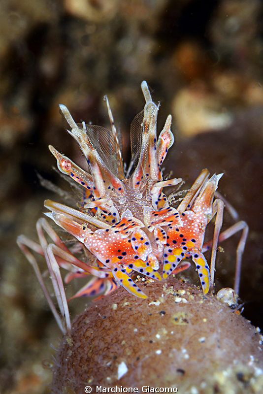 Zebra crab
Nikon D800E , 105 micro Nikon, twin strobo
G... by Marchione Giacomo 