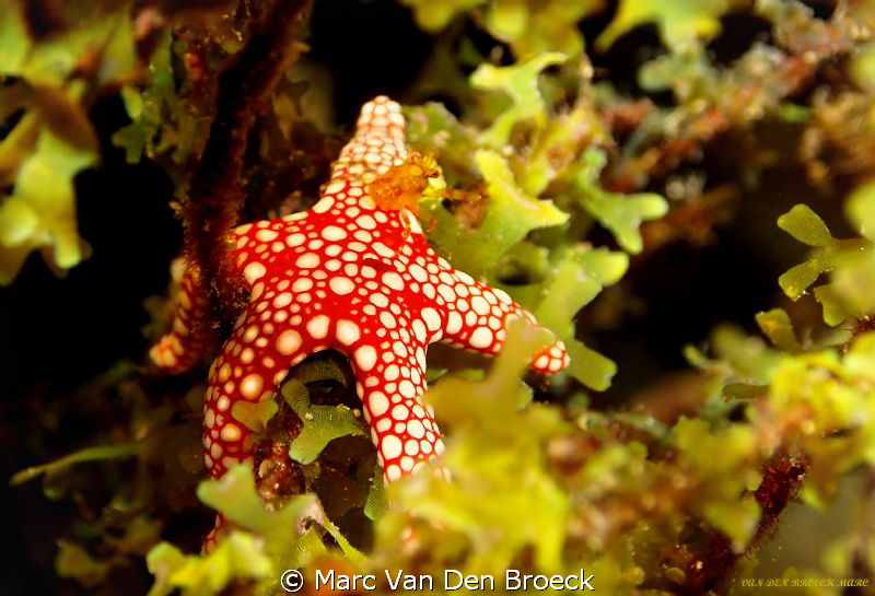 STARFISH LOBSTER by Marc Van Den Broeck 