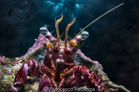 [:b:]Under lights[:/b:] by Francesco Pacienza 