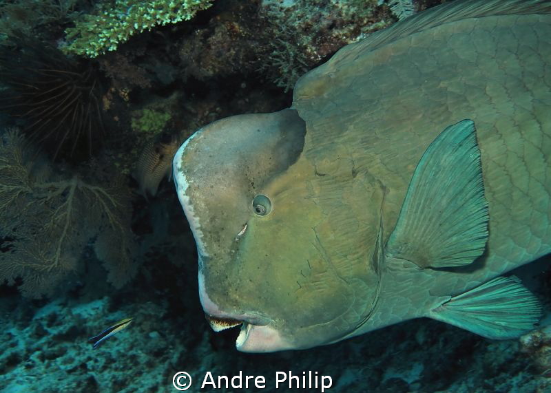 David + Goliath eye to eye  ;-)
(cleaner meets bumphead) by Andre Philip 