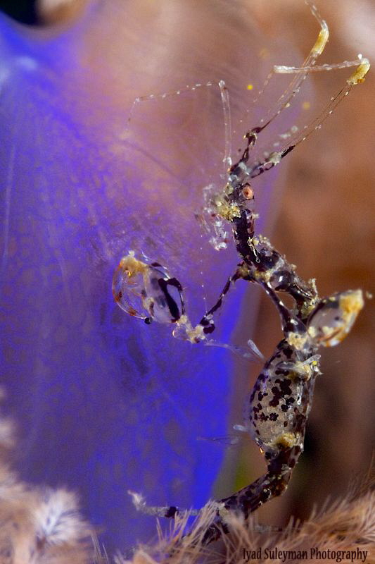 Skeleton Shrimp with eggs! by Iyad Suleyman 
