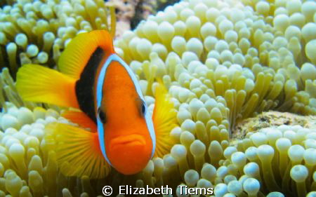 Nemo - Port Vila, Vanuatu. by Elizabeth Tiems 