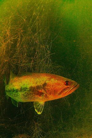 fresh water bass by Gregory Grant 