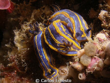 hypselodoris villafranca-Me,mom,daddy by Carlos Ernesto 