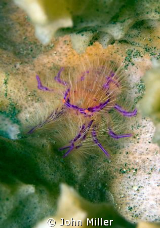 Hairy Squadlobster by John Miller 