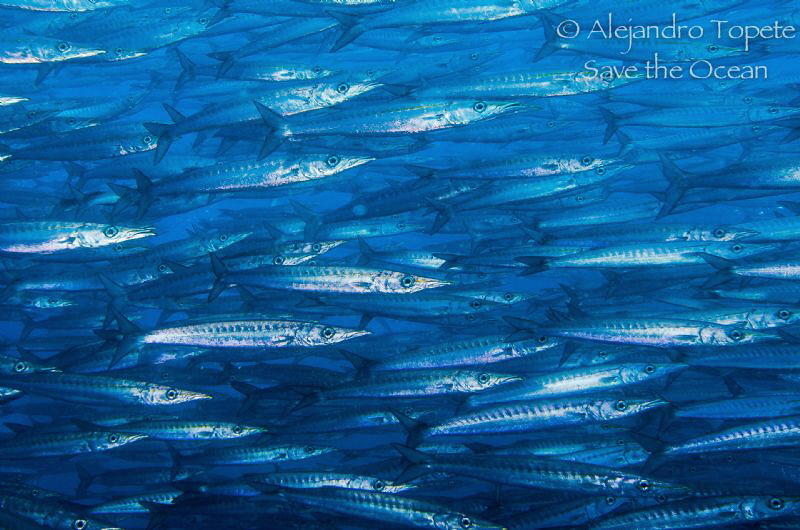 Barracuda School, Galapagos Ecuador by Alejandro Topete 