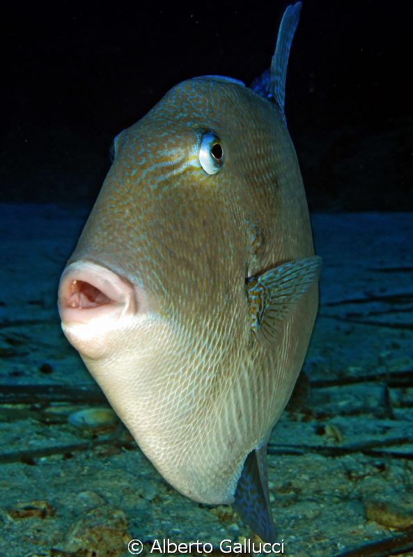Balistes carolinensis by Alberto Gallucci 