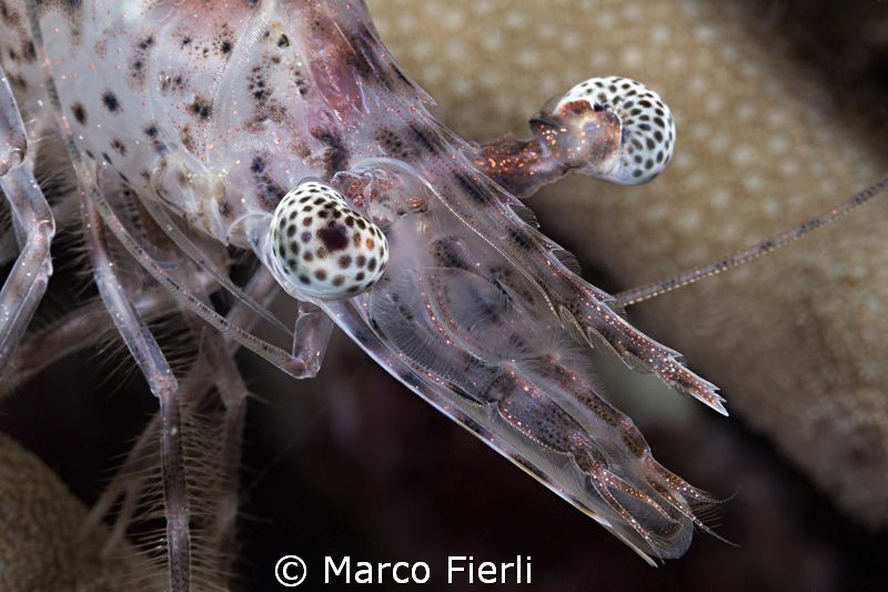 Dusky Prawn, portrait by Marco Fierli 