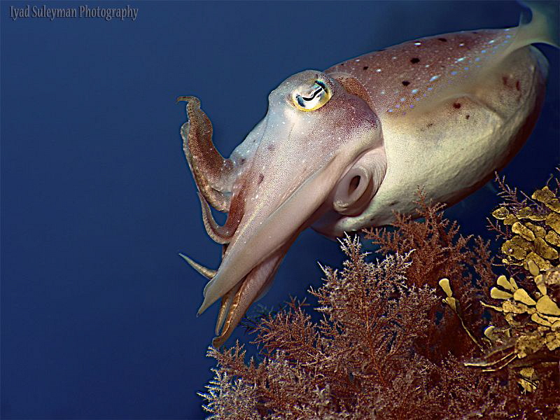 Squid by Iyad Suleyman 