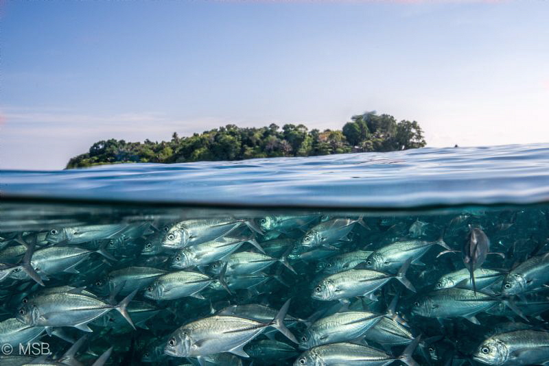 Sipadan island and its characteristic underwater world. N... by Mehmet Salih Bilal 