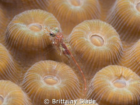 Wide mouth on Emblemariopsis sp. by Brittainy Slade 