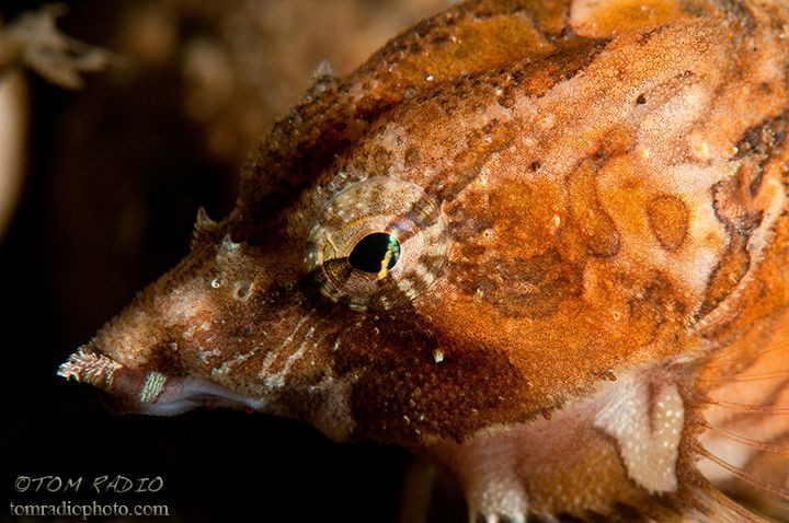 Grunt Sculpin
Seattle, WA, U.S.A. by Tom Radio 