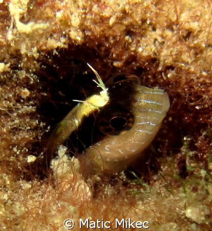 Fish in cave by Matic Mikec 