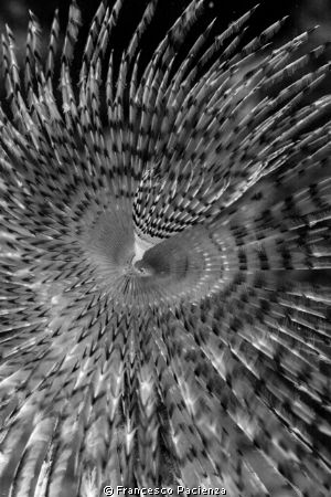 [:b:]Helycoides[:/b:] by Francesco Pacienza 