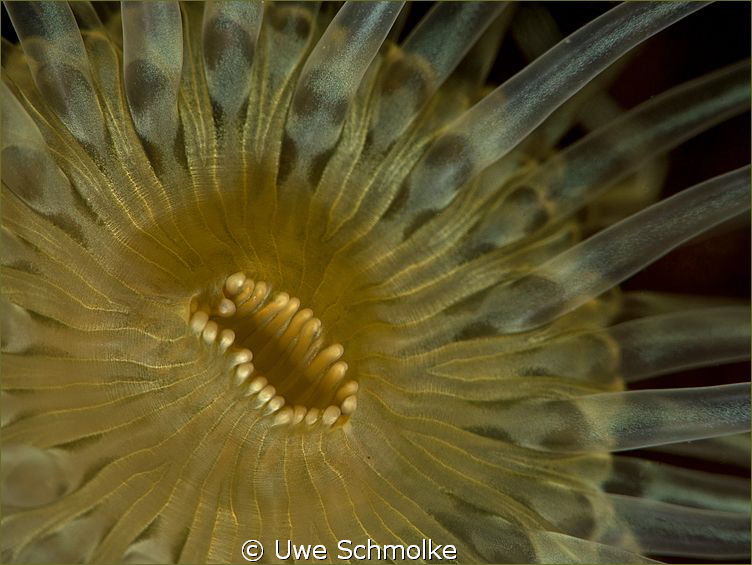 Anemone detail -

have fun watching. by Uwe Schmolke 