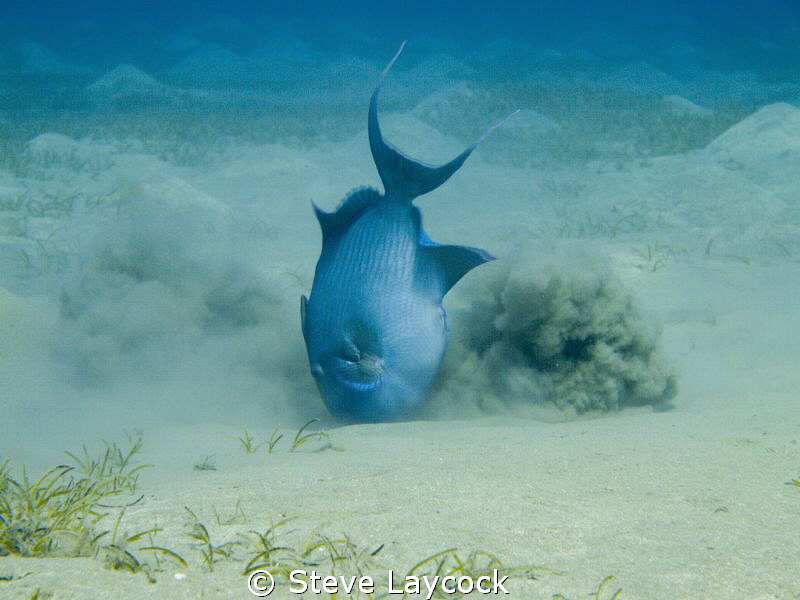 Trigger fishes "digging" by Steve Laycock 