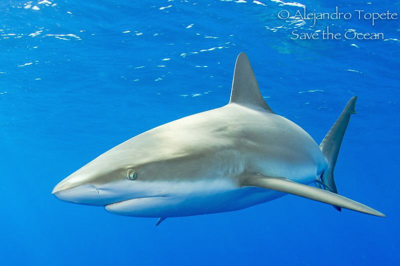 Shark close up, Gardens of the Queen  Cuba by Alejandro Topete 
