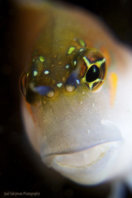 Blenny Portrait/ No crop/ by Iyad Suleyman 
