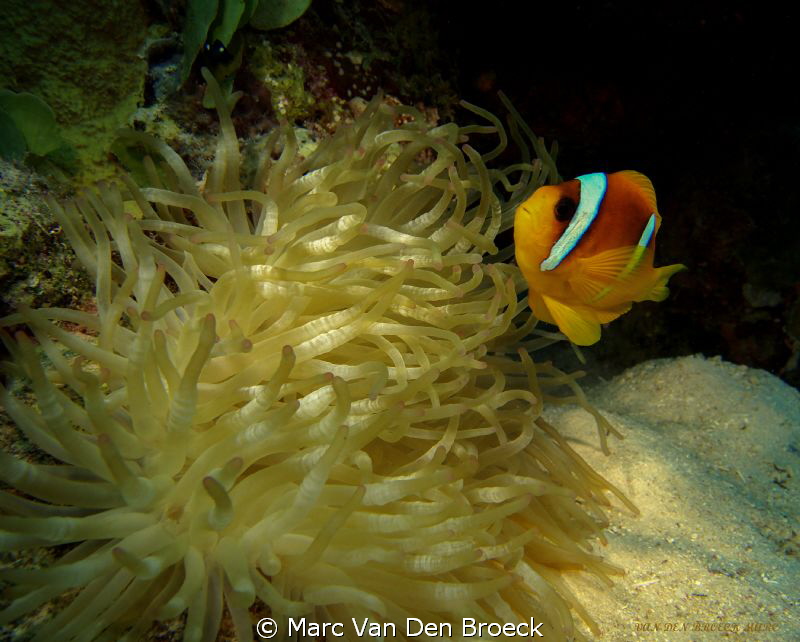 colors by Marc Van Den Broeck 