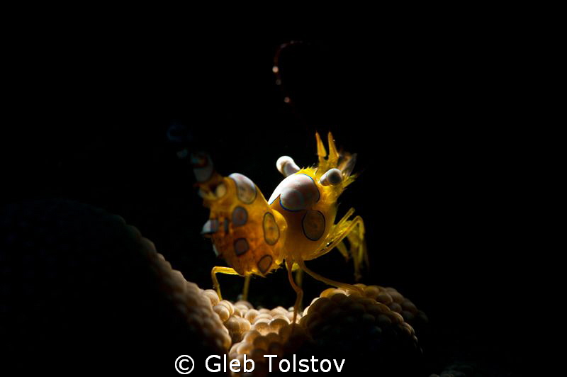 Snoot work 2 by Gleb Tolstov 