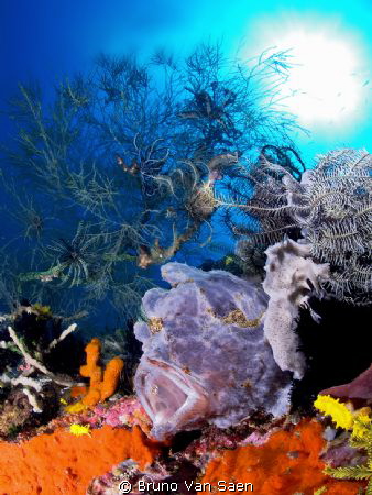 Frogfish by Bruno Van Saen 