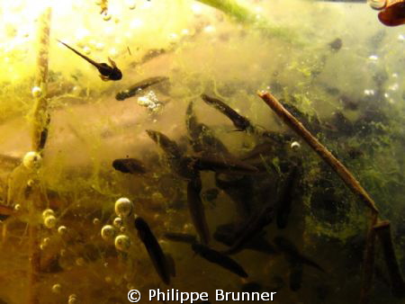 Frog's baby just out of their eggs by Philippe Brunner 