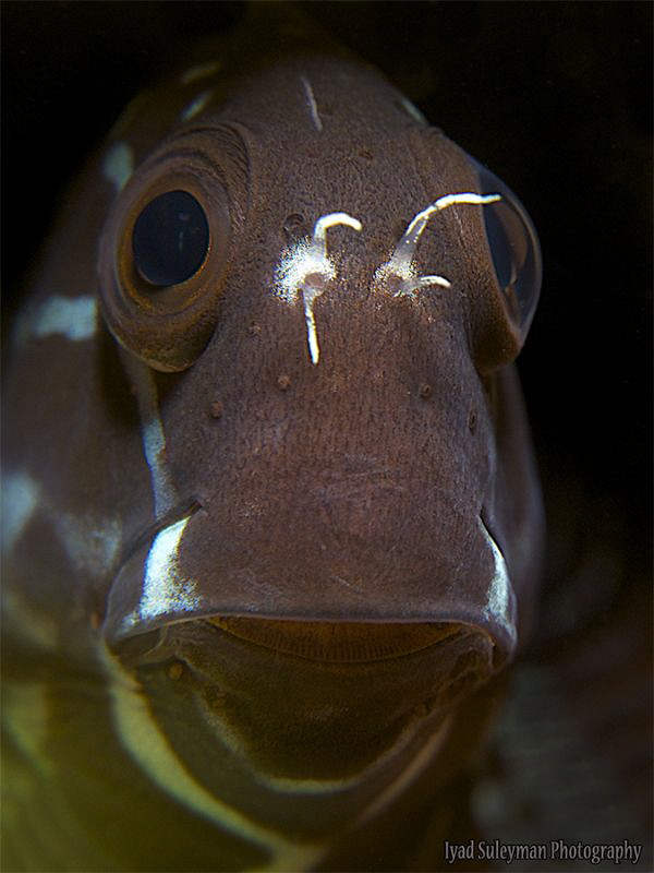 Blenny from Lembeh Strait by Iyad Suleyman 
