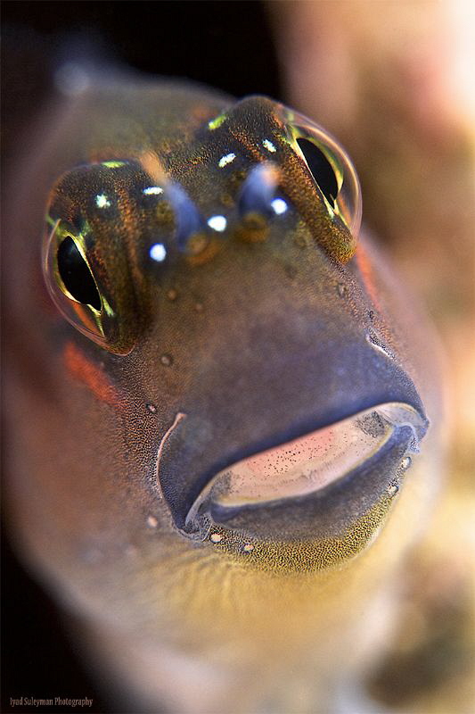 Blenny from the UAE
(No crop) by Iyad Suleyman 