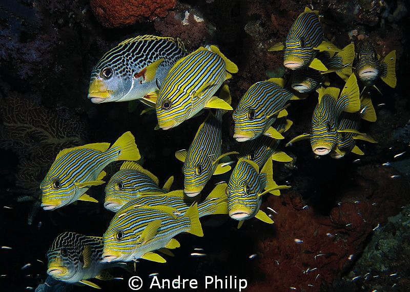 Sweetlips-Mix by Andre Philip 