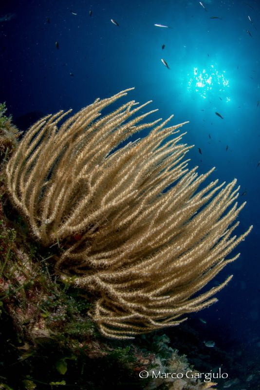 Eunicella singularis by Marco Gargiulo 