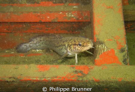 Lotte (french name) inside a wreck. by Philippe Brunner 