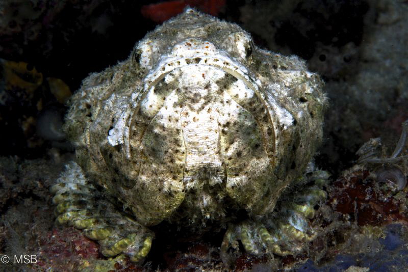 Scorpionfish's dramatic face expression. by Mehmet Salih Bilal 