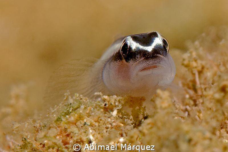 Goby by Abimael Márquez 