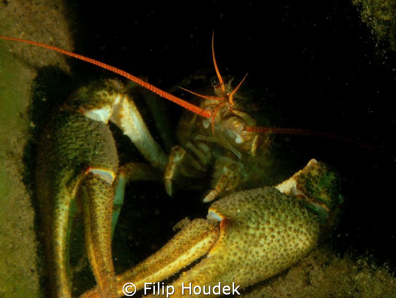 I am mysterious...
photo by Filip Houdek
camera: Nikon ... by Filip Houdek 