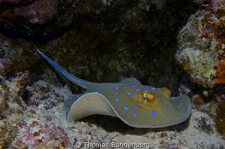 Bluespotted ribbontail ray

NIKON D7000 in a Seacam "Pr... by Thomas Bannenberg 