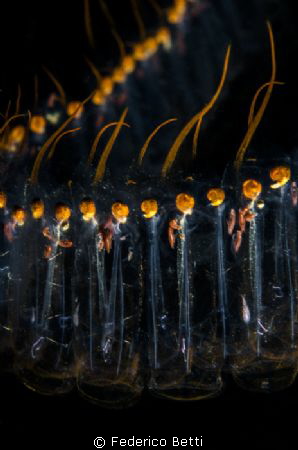 A chain of salps in the dark with some amphipods inside by Federico Betti 