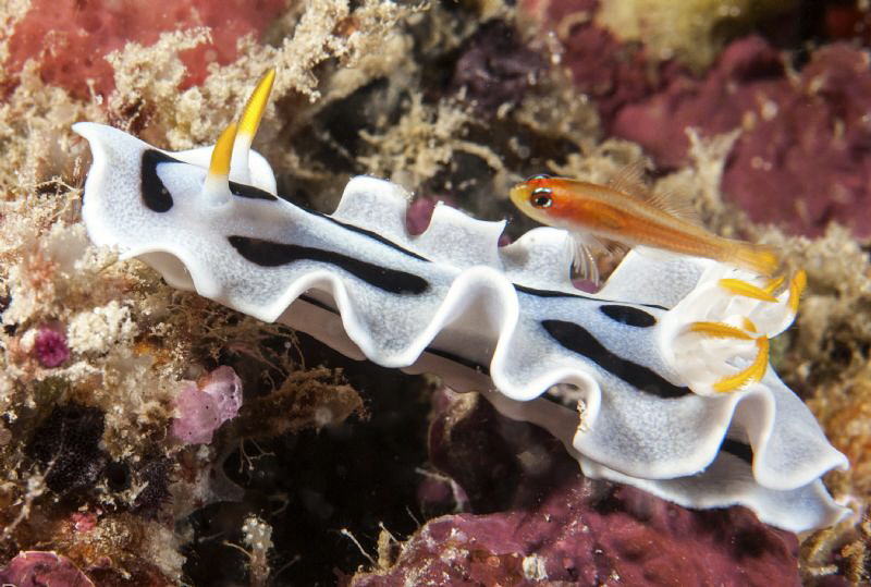 A Nudi with escort. by Mehmet Salih Bilal 