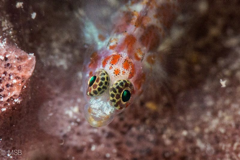 Beatiful goby eyes. by Mehmet Salih Bilal 