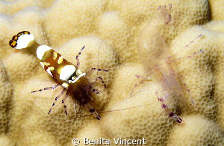 This anemone shrimp was tired of it's old skin! by Benita Vincent 