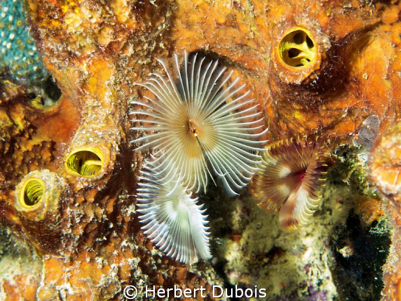 Split Crown Feather Dusters by Herbert Dubois 